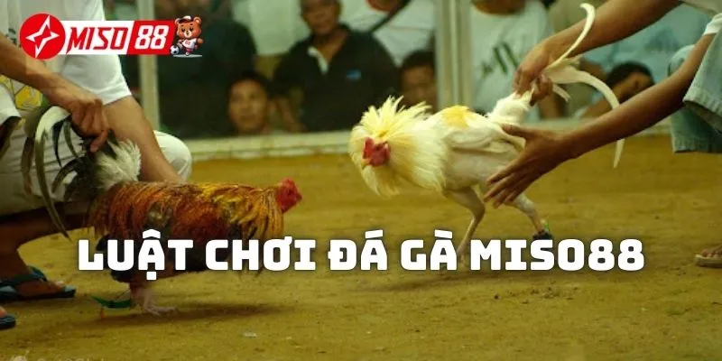 Luật chơi đá gà Miso88 siêu dễ hiểu